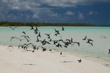 Tetiaroa Island of the birds 