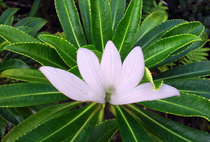 tiare apetahi flower